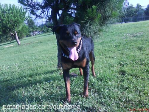 efe Erkek Rottweiler