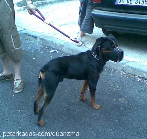 efe Erkek Rottweiler