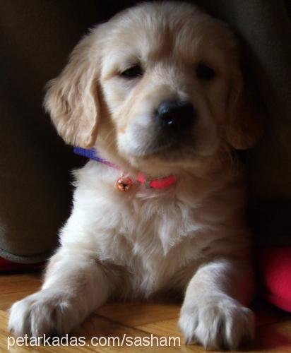 sasha Dişi Golden Retriever