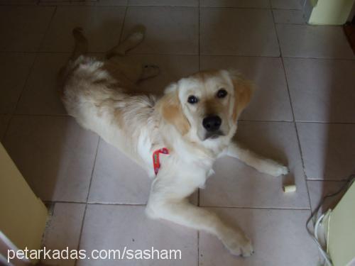 sasha Dişi Golden Retriever