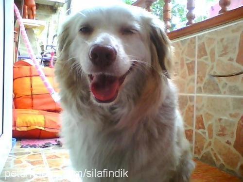 fındık Dişi Russian Spaniel