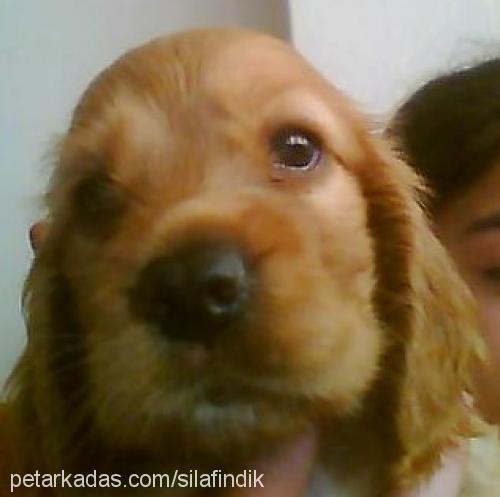 şila Dişi İngiliz Cocker Spaniel