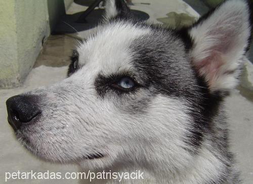 patİ Dişi Sibirya Kurdu (Husky)