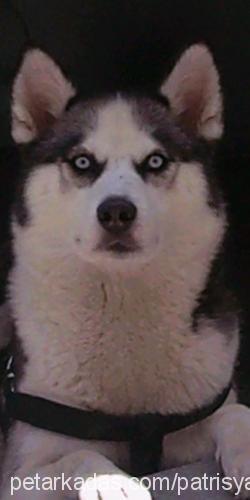 patİ Dişi Sibirya Kurdu (Husky)