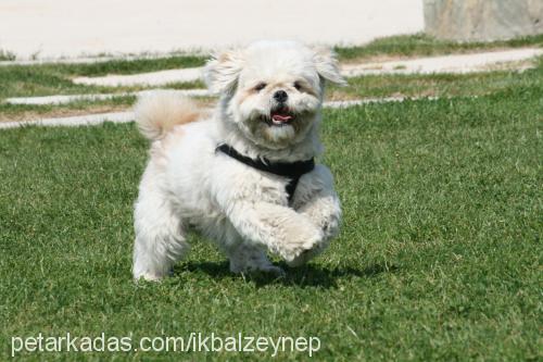 efe Erkek Shih-Tzu