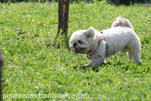 efe Erkek Shih-Tzu