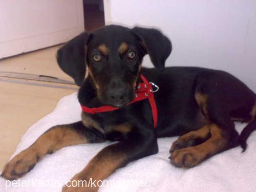 kömür Dişi Doberman Pinscher