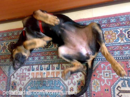 kömür Dişi Doberman Pinscher