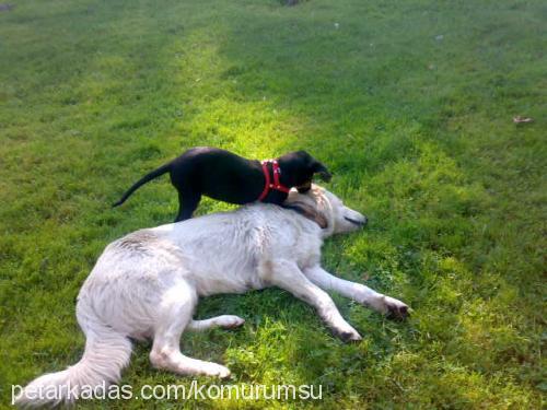 kömür Dişi Doberman Pinscher