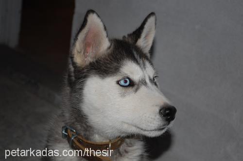 buz Dişi Alaskan Malamute