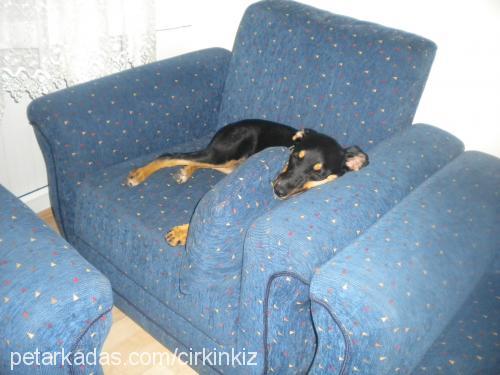 kızım Dişi Dachshund