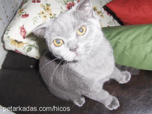 balımjale Dişi Scottish Fold