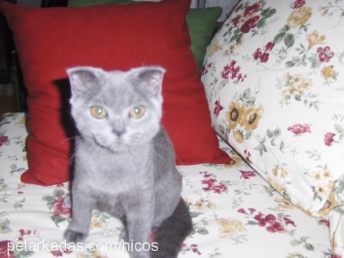 balımjale Dişi Scottish Fold