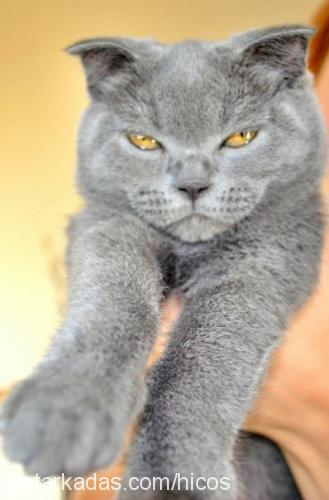 balımjale Dişi Scottish Fold