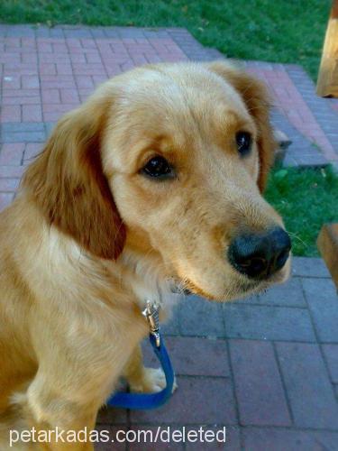 papiy Dişi Golden Retriever