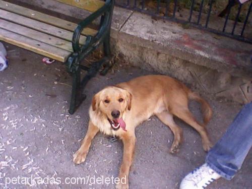 papiy Dişi Golden Retriever