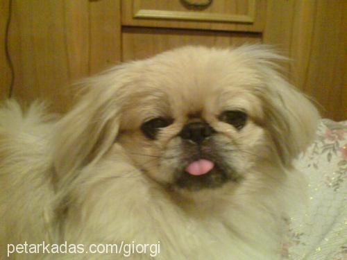 mimi Dişi Pekingese