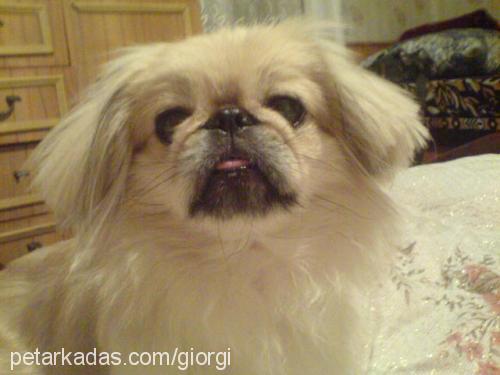 mimi Dişi Pekingese