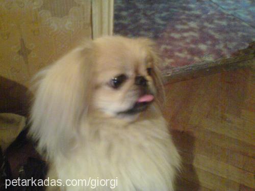 mimi Dişi Pekingese