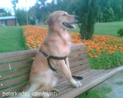 Şef Erkek Golden Retriever