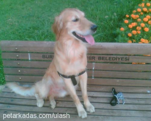 Şef Erkek Golden Retriever