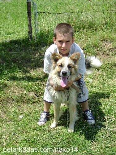 bıki Erkek Border Collie