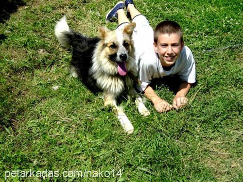 bıki Erkek Border Collie