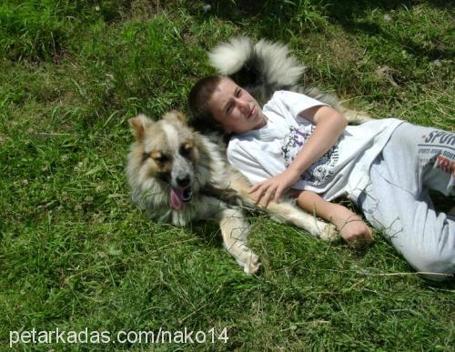 bıki Erkek Border Collie