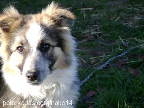 bıki Erkek Border Collie