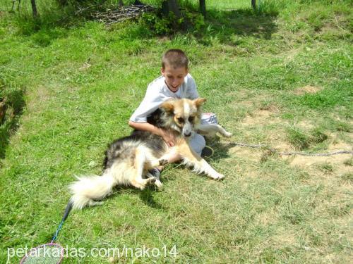 bıki Erkek Border Collie