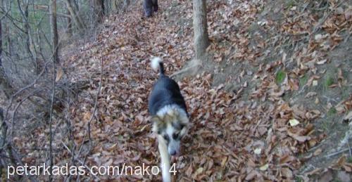 bıki Erkek Border Collie