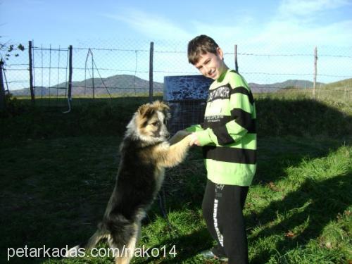 bıki Erkek Border Collie