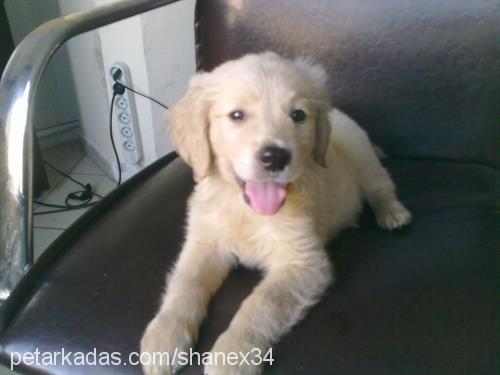 fındık Erkek Golden Retriever