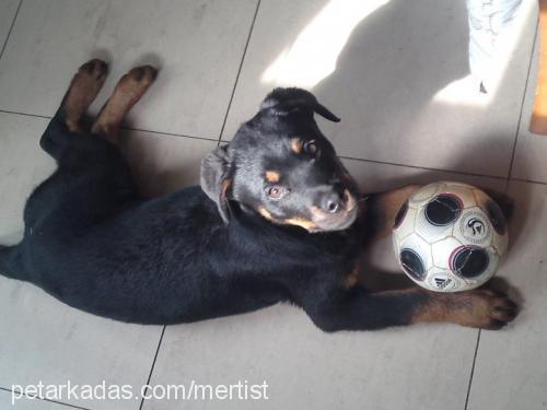 destan Erkek Rottweiler