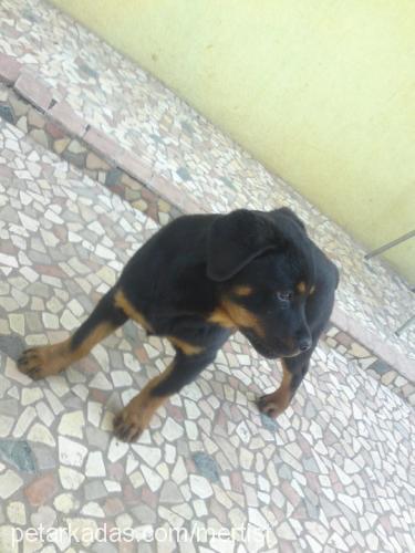 destan Erkek Rottweiler