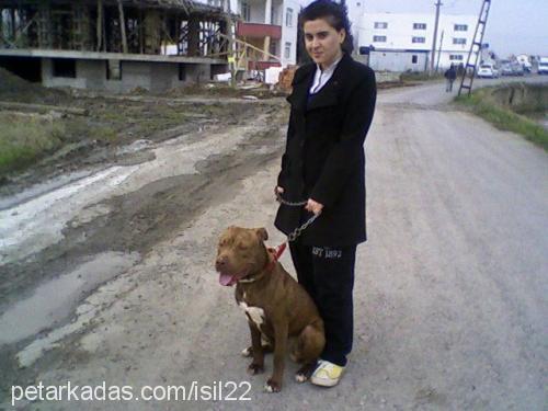 aga Erkek Amerikan Pitbull Terrier