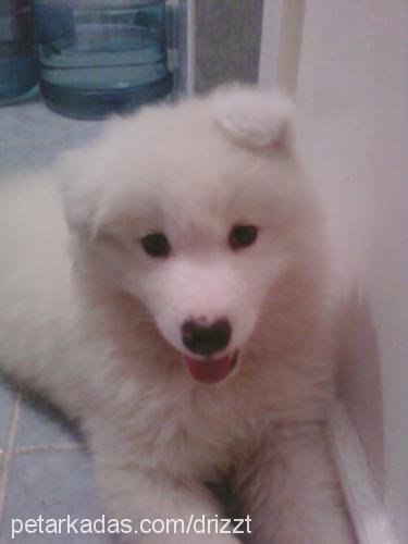 arthas Erkek Samoyed