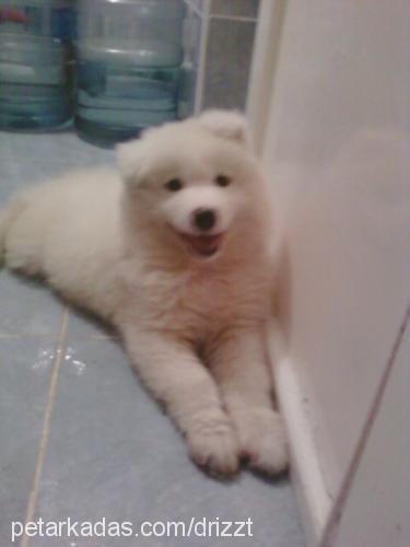 arthas Erkek Samoyed