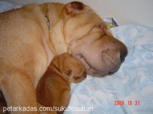 şükufe Dişi Çin Shar-Pei