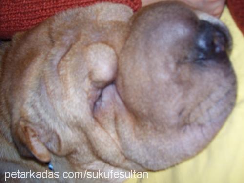 şükufe Dişi Çin Shar-Pei