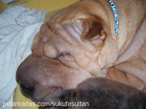 şükufe Dişi Çin Shar-Pei