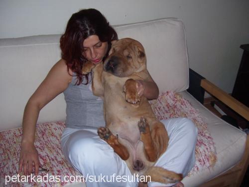 şükufe Dişi Çin Shar-Pei