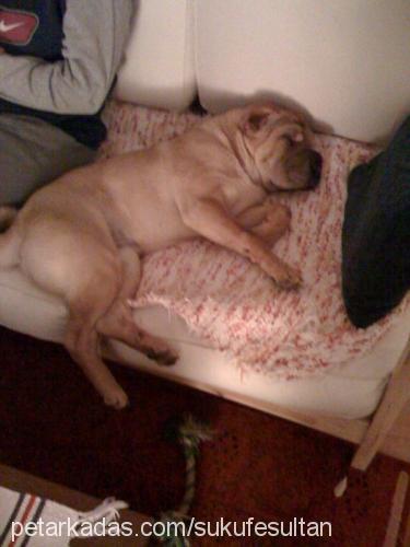 şükufe Dişi Çin Shar-Pei