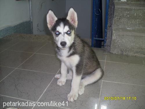 mavİŞ Dişi Sibirya Kurdu (Husky)