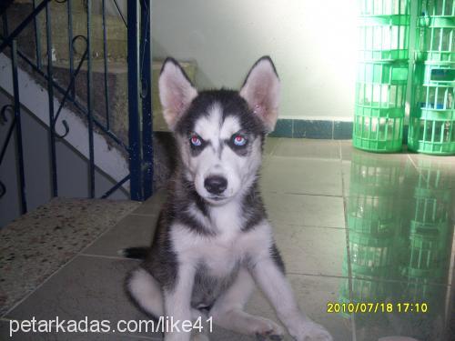 mavİŞ Dişi Sibirya Kurdu (Husky)