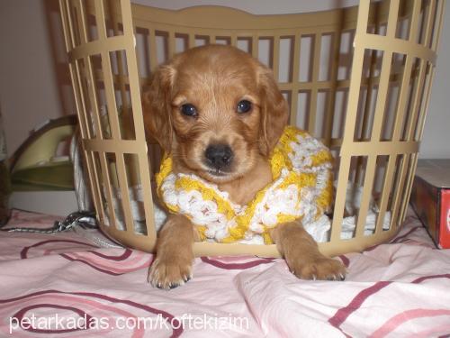 köfte Dişi Amerikan Cocker Spaniel