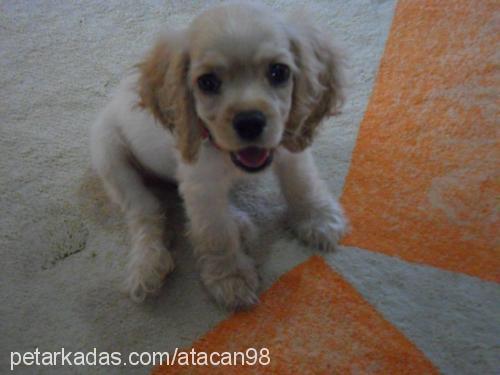 badem Dişi Amerikan Cocker Spaniel