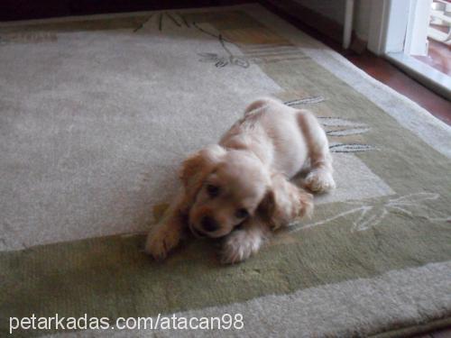 badem Dişi Amerikan Cocker Spaniel