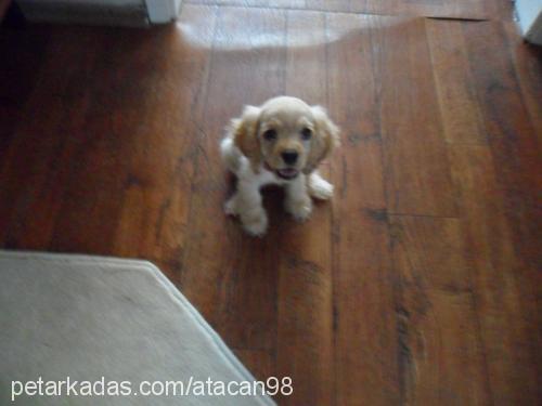 badem Dişi Amerikan Cocker Spaniel