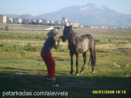 yılkıı Dişi 